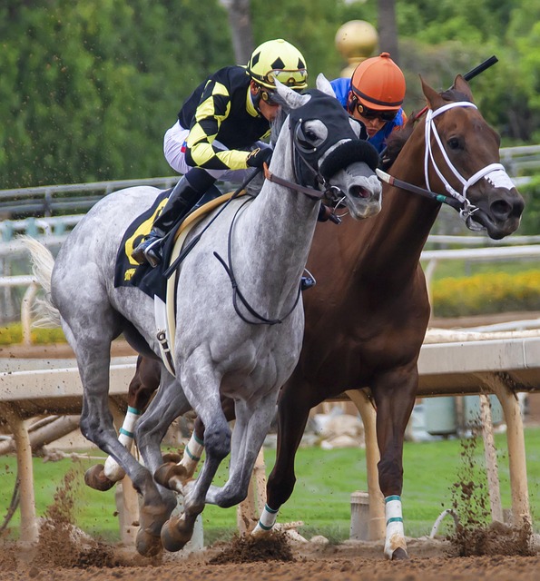 能转会的传 能转会的传